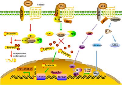 Recent Progresses in the Treatment of Osteoporosis